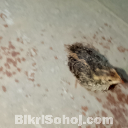 ১২ দিনের ফাউমি মুরগির বাচ্চা